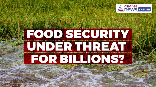 Food Security Under Threat for Billions? Severe Flooding Devastating Global Rice Yields