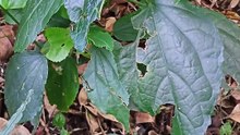 Insects running on leaves