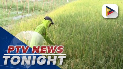 D.A. urges public to be ‘Riceponsible’ in celebration of National Rice Awareness Month
