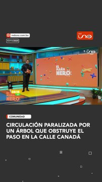 Lluvias intensas dejan árboles caídos en la ciudad.