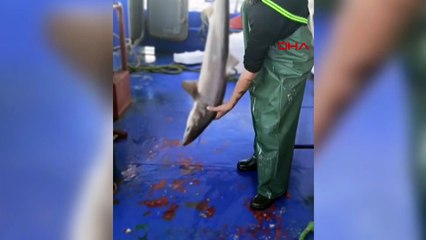 Balıkçı, ağına takılan camgöz köpek balığını yeniden suya bıraktı