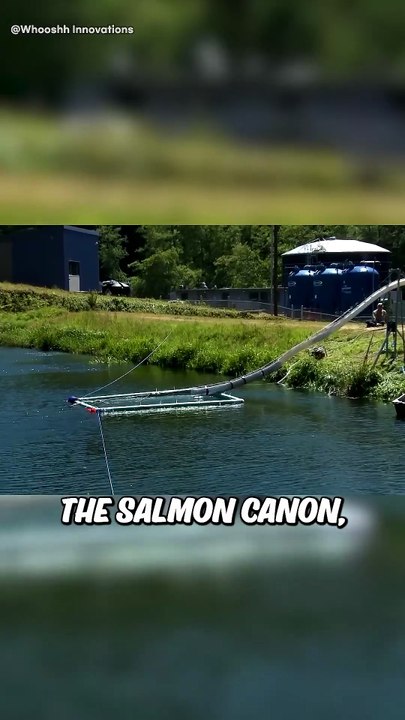 Salmon Cannon
