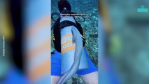 Remora Fish Attempts to Make Friends With a Diver