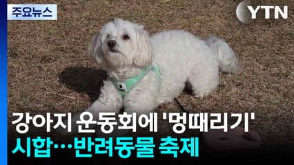 강아지 운동회에 '멍때리기' 시합도...반려동물 문화축제 / YTN