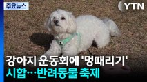 강아지 운동회에 '멍때리기' 시합도...반려동물 문화축제 / YTN