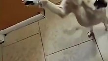 Funny Dog
