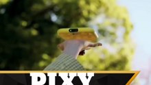 Snap Pixy drone: A flying robot photographer