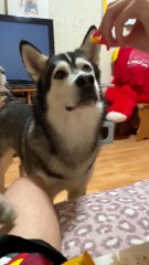 Dog Gets Jealous When Cat Steals Its Snack 😂#DogVsCats #PetComedy #AnimalReactions #FunnyPets #SnackThief #DogLife