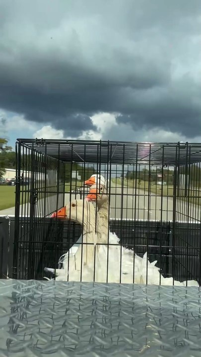 Oie vs pont... trop mignon