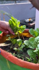Fresh Organic Spinach Harvest from My Terrace Garden 🌱🥬