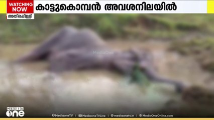 കാട്ടു കൊമ്പൻ ആവശനിലയിൽ