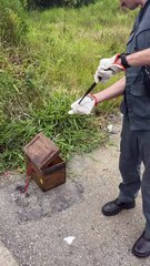 Cobra é encontrada visitando jardim de casa em cidade da Grande Florianópolis
