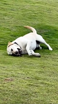 Adorable Dog Crawling Like a Baby on Mountain Grass — Cutest Thing You’ll See Today!