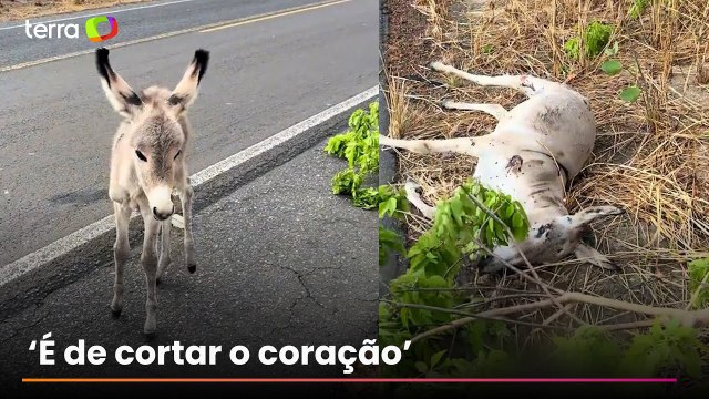 Filhote de jumento é resgatado ao lado da mãe morta em rodovia do Piauí