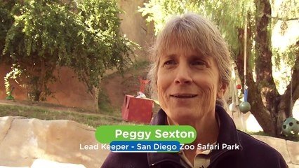 A Record-Breaking Gathering of Gorillas Captivates Researchers and Viewers Alike