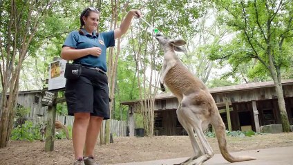 An Aging Kangaroo Faces a Tough Battle After a Spinal Injury.mp4