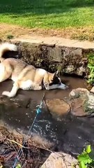 Wedding Date Secret #Shortminz