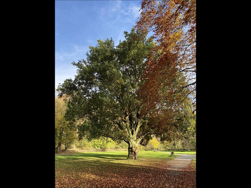 L´Abbaye du Val Dieu et son Parc le 11 novembre 2025