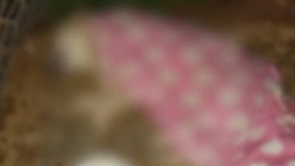 Hombre asesinó a golpes al perro de su cada por subirse a una cama en Rionegro