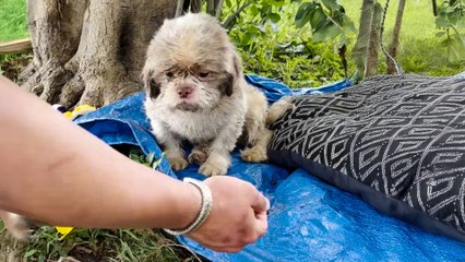 Sad Dog Dumped In Park Is So Relieved To Get Rescued