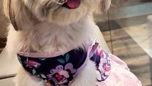🔴 PICKLES CUTIE TAMBAY #shihtzu