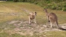 Kangaroo diaries only in Australia 🇦🇺