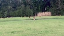 Kangaroo diaries only in Australia 🇦🇺