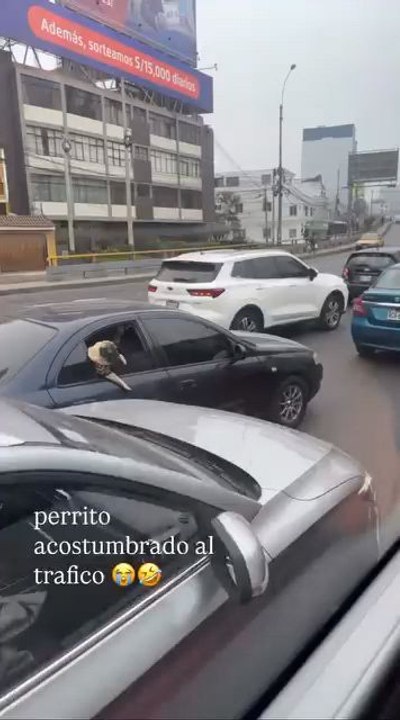 La ciudad, el tráfico 🚦 y firulais 🐕 :v xD