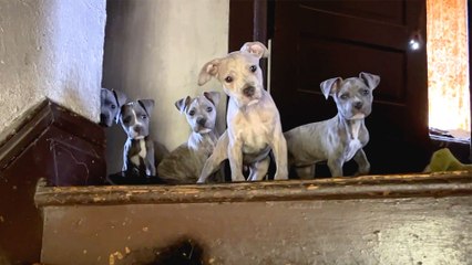 Pittie Was Hiding All Her Babies In An Abandoned House