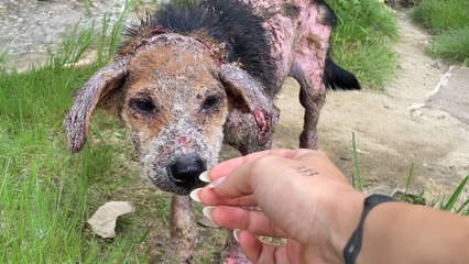 Stray Dog Who Was Turning Into Stone Moves Across The Globe To New Family
