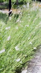 The Lies You Tried to Mute Full Movie