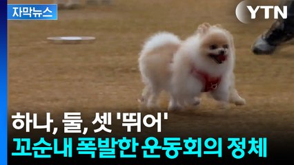 [자막뉴스] '감다살' 광명의 특별한 축제... 강아지도 사람도 '활짝' / YTN