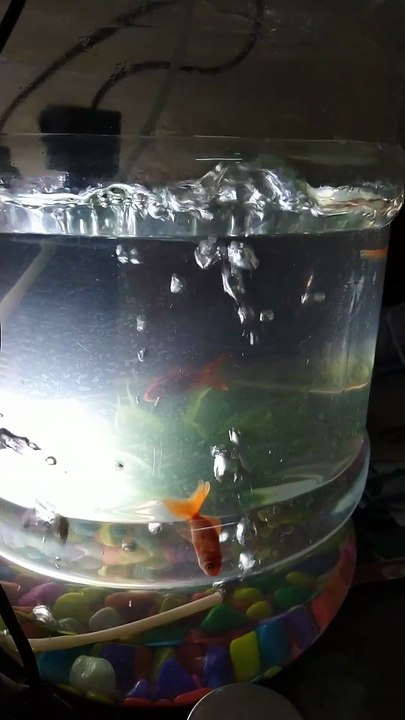 Fish in water Tank