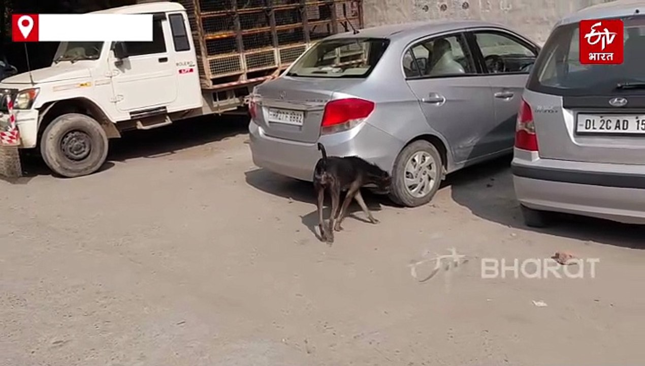 सिरसा होगा स्ट्रीट-डॉग फ्री, सुप्रीम कोर्ट के आदेश पर मिशन शुरू, शिक्षण संस्थानों से बस स्टैंड तक बड़े पैमाने पर कार्रवाई