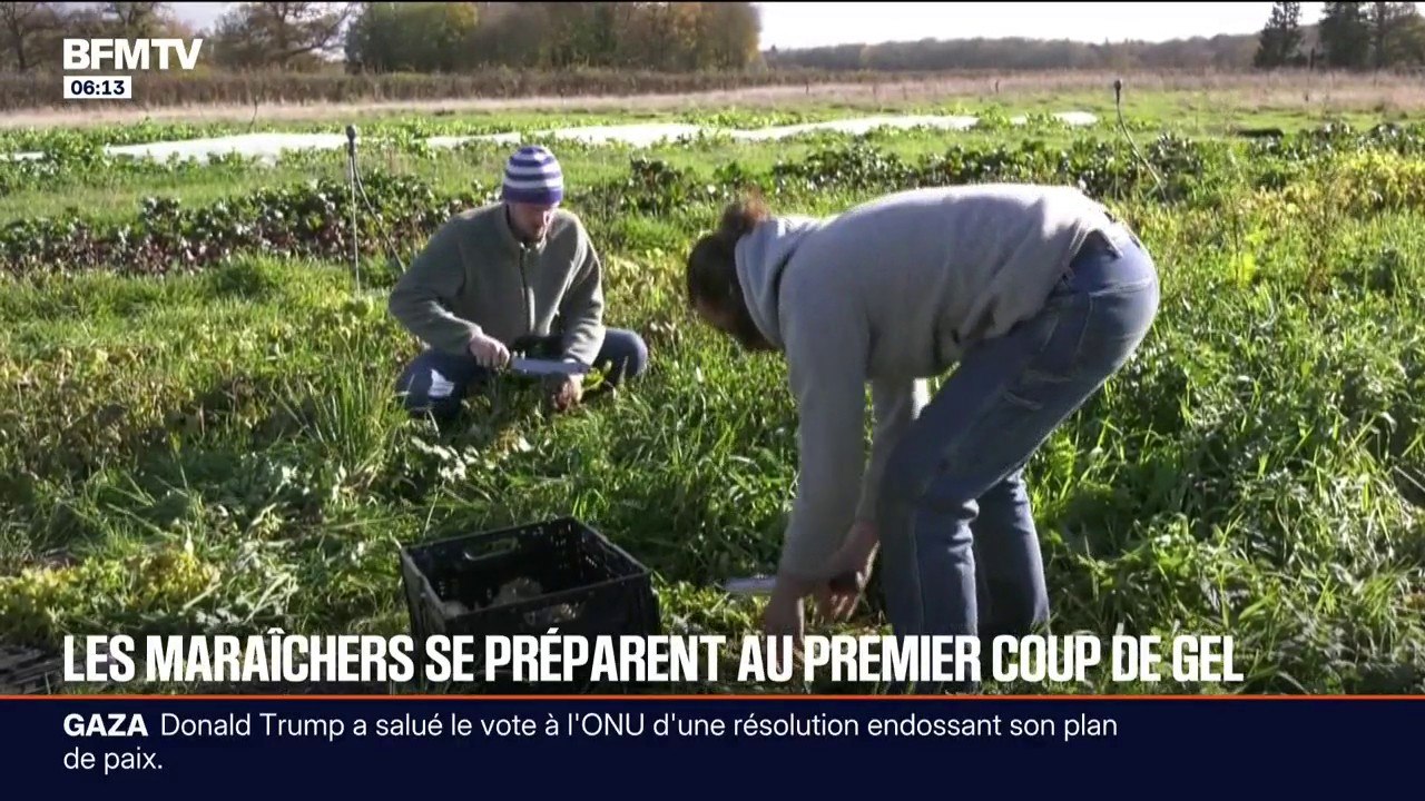 "On doit anticiper bien plus tôt la météo": les maraîchers en première ligne face à la vague de froid et au gel
