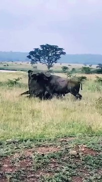 A cloud of dust rises as two mighty buffaloes lock horns — muscles tense, power colliding, eyes blazing in raw wilderness fury. 📸 Imagine being right there, camera in hand, capturing the split-second when strength meets survival.