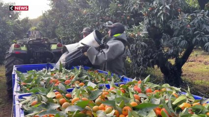 En Corse, la filière des clémentines dépend toujours des saisonniers marocains