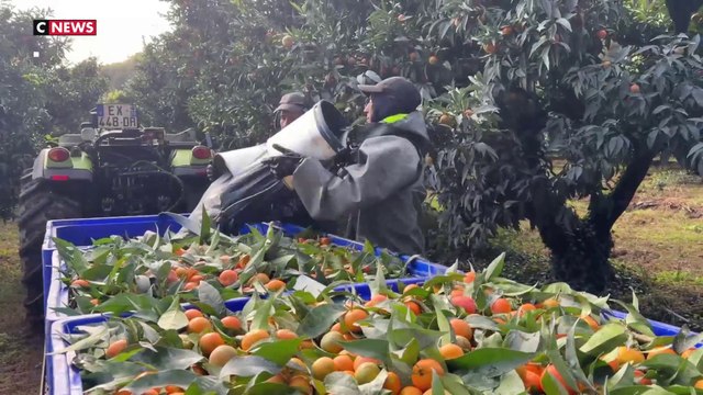 En Corse, la filière des clémentines dépend toujours des saisonniers marocains