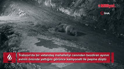 Mahalleliyi canından bezdiren ayı! Eve girip karnını doyurdu, kapıda yatarken ev sahibine yakalandı