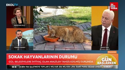 Davut Gül: İstanbul'da mamayla beslenen kediler, fare yakalamıyor