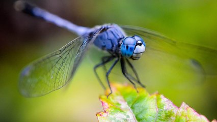 Everyone Hates These Bugs But They’re Great For Your Garden
