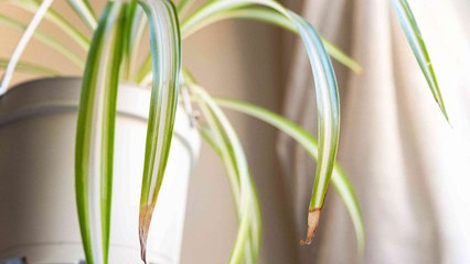 10 Signs That Could Mean You’re Overwatering Your Spider Plants