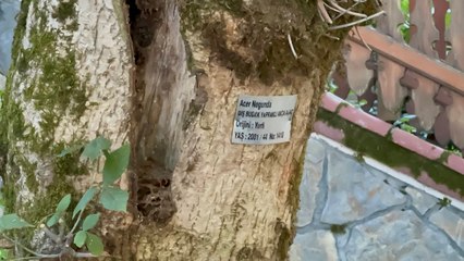 Yalova'nın canlı mirası: 96 yıllık arboretum sinir-stres bırakmıyor