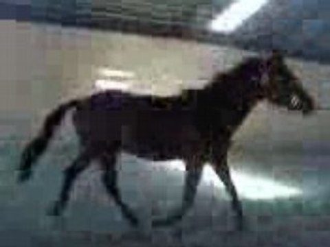 Lover Boy en liberté