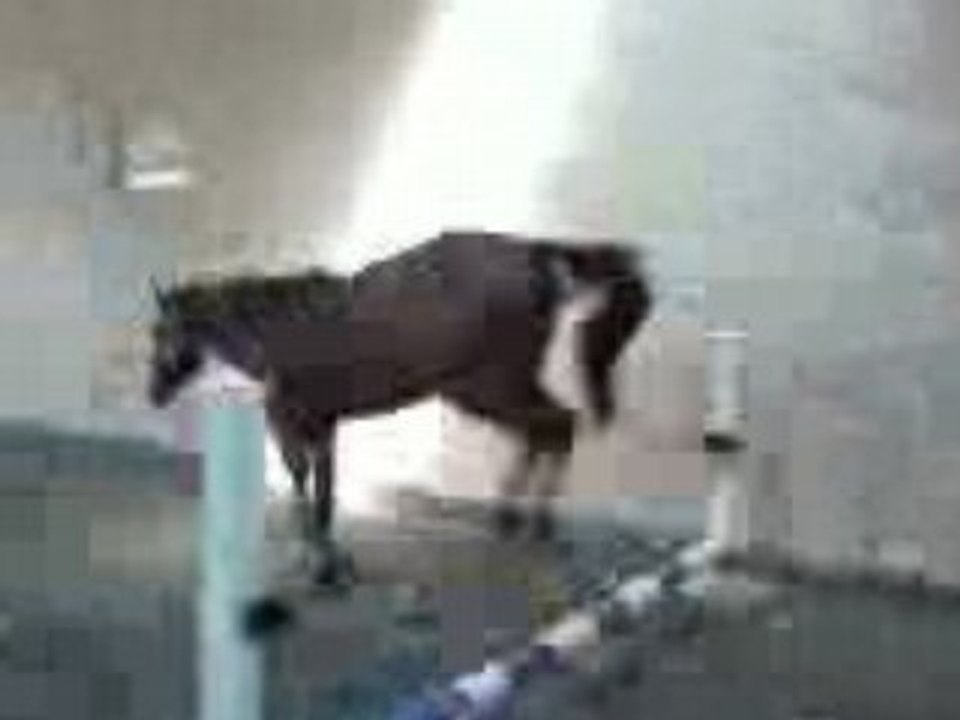 Lover Boy à l'obstacle en liberté 2