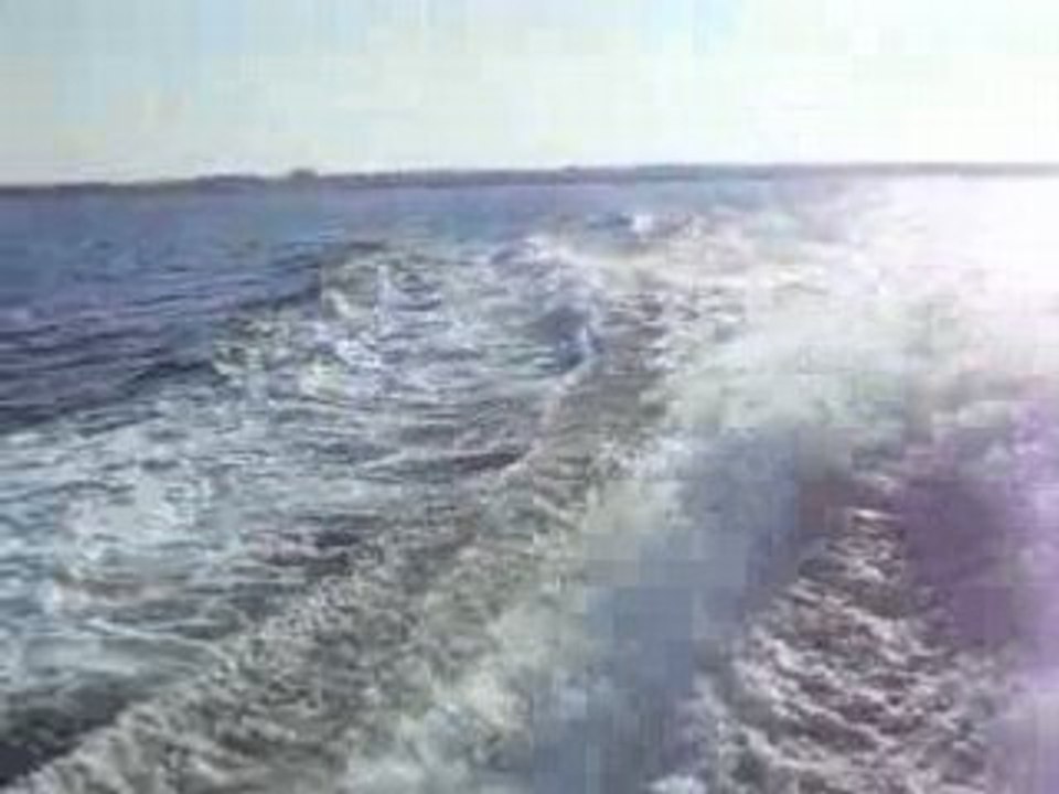 Rhoooooo un dauphin