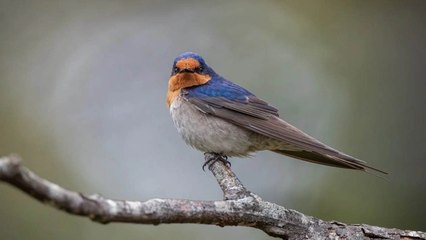 This Bird Eats Hundreds Of Mosquitoes Per Day (How To Attract It)