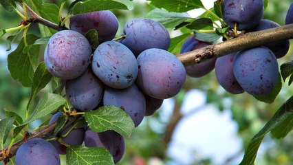 10 Gardening Tips For Growing Sweet And Juicy Plums