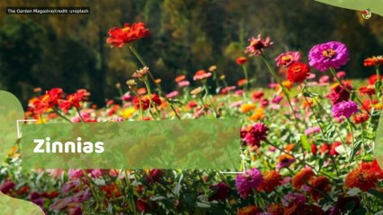 10 Companion Plants That Grow Perfectly With Calendula