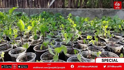 Success Story: ਖੇਤੀ ਨੂੰ ਬਣਾਇਆ ਸੋਨੇ ਦੀ ਖਾਨ, ਸਕੇਅਰ ਮੀਟਰ ’ਚ ਖੇਤੀ ਕਰ ਇਹ ਕਿਸਾਨ ਕਮਾ ਰਿਹੈ ਲੱਖਾਂ ਰੁਪਏ